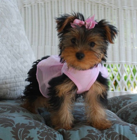 Regalo cachorros de yorkie mini