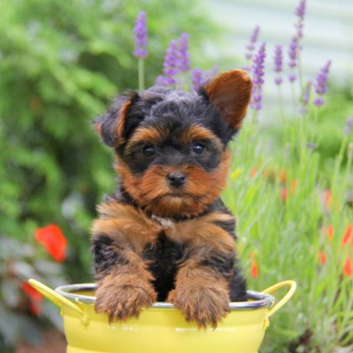 Regalo cachorros toy de yorkshire terrier ,.,