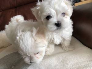 Preciosos Cachorros Maltés Disponibles