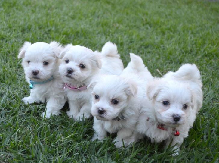 REGALO cachorros Bichon Maltes Mini Toy 15