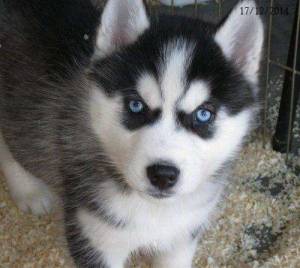 Regalo Cachorros husky  5 adopcion