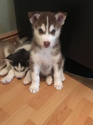 cachorros siberianos Husky listos