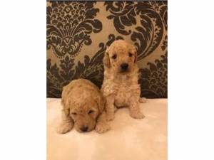Perno de Poodle rojo - 8 pruebas claras de Dna Hea