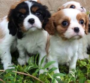 Cavalier King Charles Spaniel cachorros listo ahor
