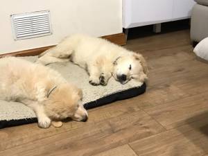 Calidad de la camada de Kc Reg Golden Retiever Pup