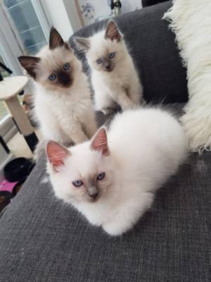 Preciosos gatitos Ragdoll   Tenemos una impresiona