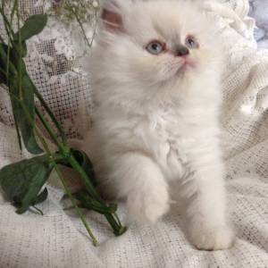 Impresionantes gatitos persas