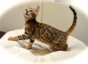 Gatito de Bengala para adopción
