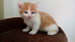 maravillosos gatitos Maine Coon están esperando qu