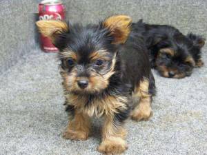 Cachorros de YORKIE - para adopcion 22....tey