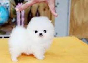 Cachorros de pomeranian para Adopcion