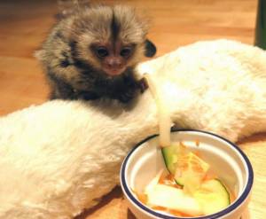 2 regalo mono titi bebe para Navidad