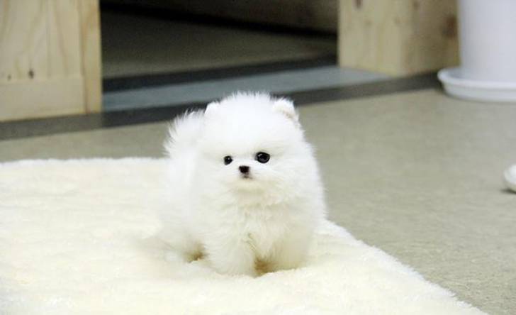 ADORABLE CACHORRO POMERRANIA REGALO PARA ADOOPCION Y NA