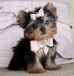 Cachorros de Yorkshire Terrier criados en casa