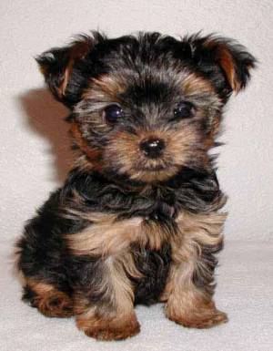 adorables cachorros de Yorkshire Terrier