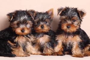 Bonito cachorros Yorkshire terrier