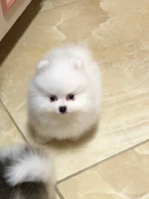 Cachorros de juguete pomeranian para adopción