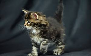 Magníficos gatitos de Maine Coon