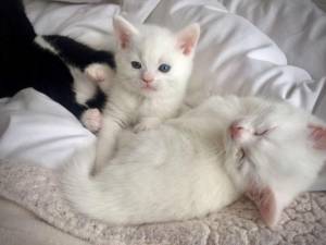 Deliciosamente cariñoso Van Kittens turco
