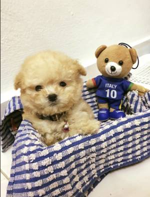 Toy Caniche disponibles