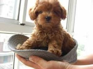 Cachorros Caniche Para Adopcion
