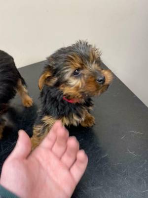 yorksire terry macho femmina regalo