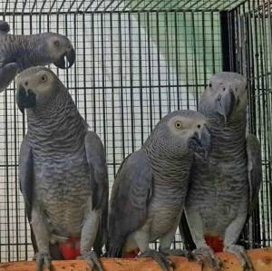 gg loros grises africanos y guacamayos y muchos más.