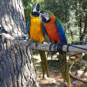 jaja loros grises africanos y guacamayos y muchos más.