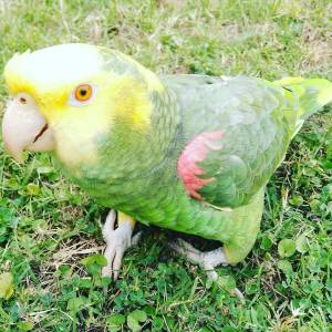 kjkdk loros grises africanos y guacamayos y muchos más.