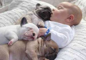 Bulldog frances bleu  y colores differents