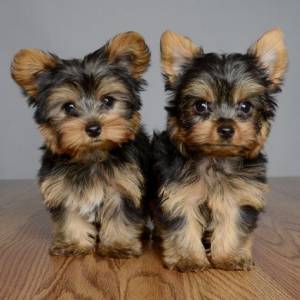 Regalo Cachorros Yorkshire Terrier Mini Toy q