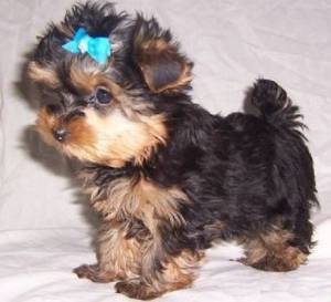 Regalo cachorros de Yoskshire Terrier Para adopcion lk