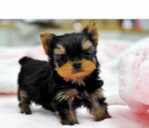 Regalo cachorros de Yoskshire Terrier Para adopcion mps