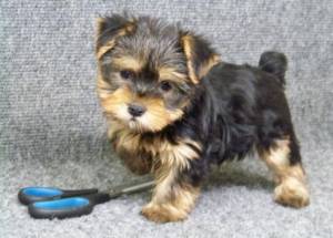 Regalo cachorros de Yoskshire Terrier Para adopcion jh