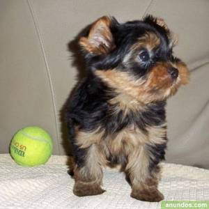 Regalo cachorros de Yoskshire Terrier Para adopcion uj