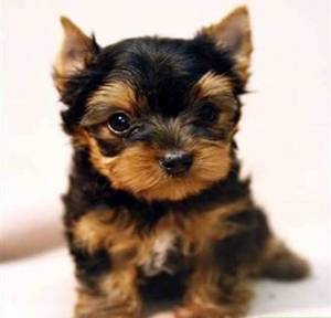 Regalo cachorros de Yoskshire Terrier Para adopcion nxz