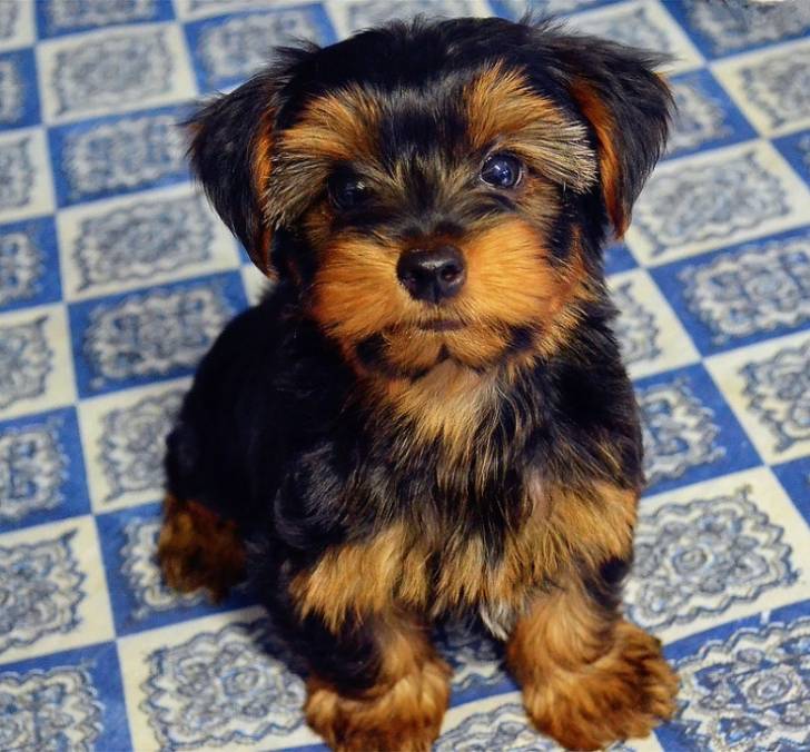 Regalo de un lindo cachorro de yorkshire terrier 21