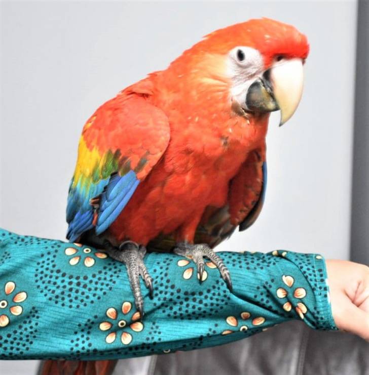 Bebé Guacamayo Rojo Criado A Mano Loro Silly Tame..l