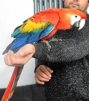 Bebé guacamayo rojo criado a mano loro domesticado.´´´