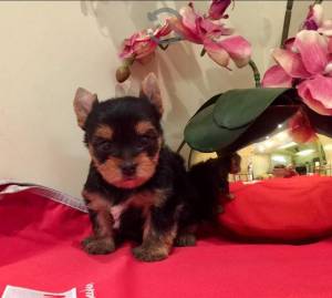 Macho y Hembra Cachorros yorkshire