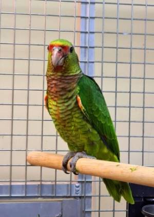 bebé vinaceous amazona parlante loro para adopción