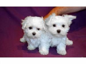 Regalo cachorros de Bichon maltes macho y hembra 7