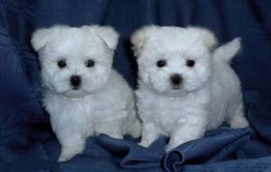 Regalo cachorros de Bichon maltes macho y hembra y