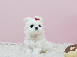 Regalo cachorros de Bichon maltes para adopcion i