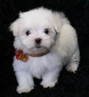 Regalo macho y hembra Bichon maltes cachorros l
