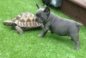 calidad bulldog frances con pedigrí