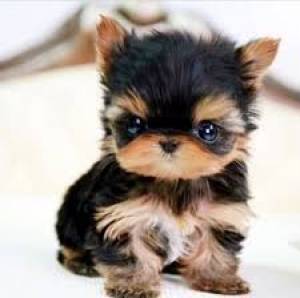 regalo cachorros yorkshire mini