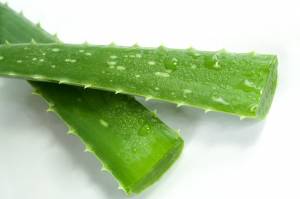 Distribuidores independientes de Exialoe
