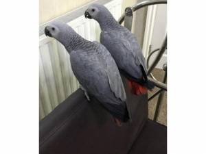 Regalo loros yaco papillero
