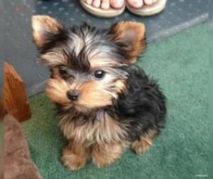 Los adorables cachorros de Yorkshire